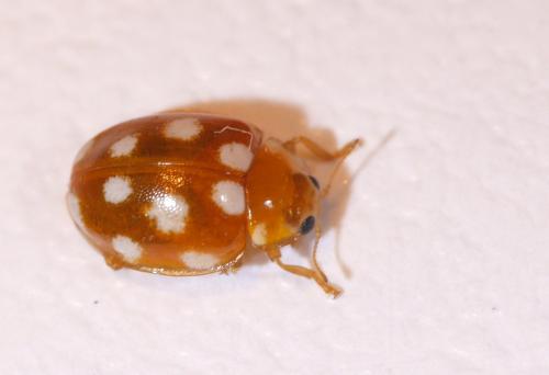 Vibidia duodecimguttata